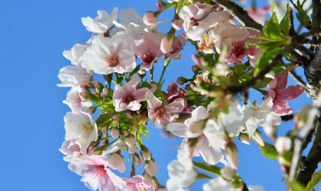 踏青指南丨這8種「限定版」春色,再錯(cuò)過(guò)就要等一年!